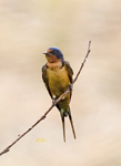 Barn Swallow